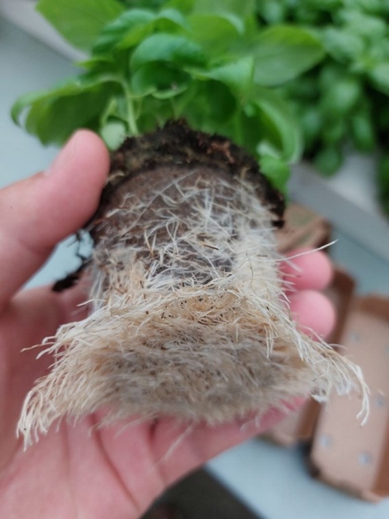 plant roots .jpg
